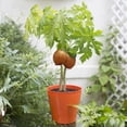 thumbnail image 3 of Gardenera Labs Papaya Plant Potting Soil - Enhance Fruiting and Health with Professional Grade Nutrient-Rich Mix - 3 Quart, 3 of 3
