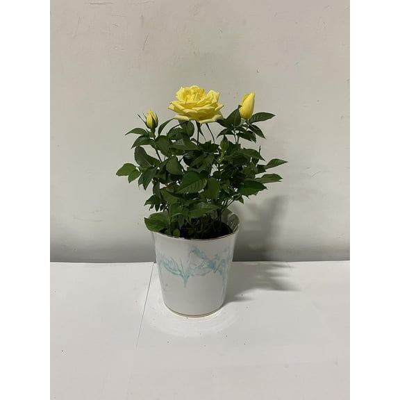 4" Live Mini Yellow Rose Bush in Blue Swirl Ceramic Gift Container
