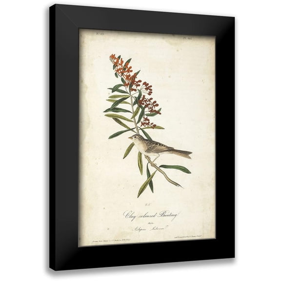 Audubon, John James 11x14 Black Modern Framed Museum Art Print Titled - Delicate Bird and Botanical II