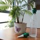 thumbnail image 4 of Planta 4 Piezas De Picos De Riego Automático Para Plantas, Dispositivos De Riego De Plantas De Jardín, Estacas De Riego Automático, Regadera Para Plantas De Vacaciones Para, 4 of 7