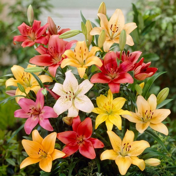 Easy to Grow Lilium Asiatic Lily Mix 12 Plant Bulbs, Summer Outdoor Zones 4-9