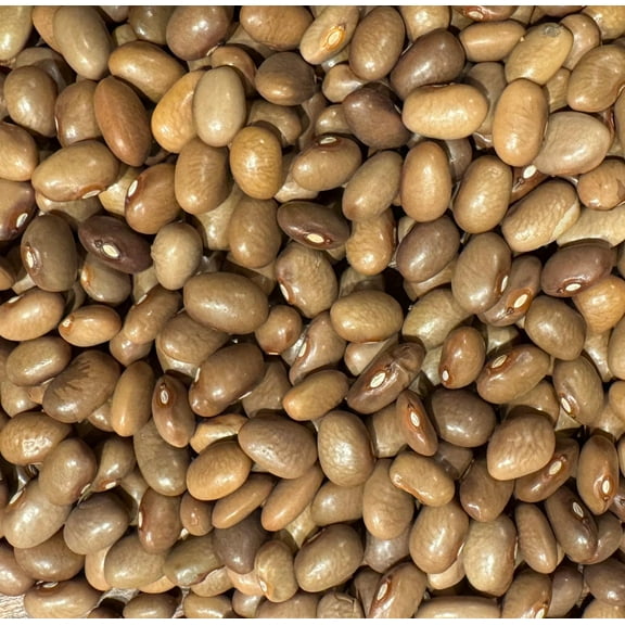 Chocolate Bayo Frijol Bean Heirloom Seeds for Planting Packet