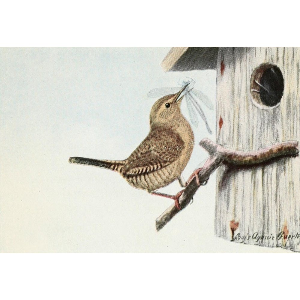 Burgess Bird Book 1919 Wren Poster Print by L.A. Fuertes (24 x 36