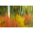 thumbnail image 2 of Grandmaison, Mike 32x23 White Modern Wood Framed Museum Art Print Titled - Canada, Ontario, Algonquin PP Autumn scenic, 2 of 4