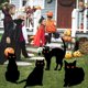 thumbnail image 1 of Adorno de Jardín de Hierro Forjado para Halloween | Set de 4 Gatos de Diferentes Estilos | Material Acrílico Resistente | Resistente a La Intemperie | Tamaño: 24 Cm | Incluye Taco para Enterrar, 1 of 5