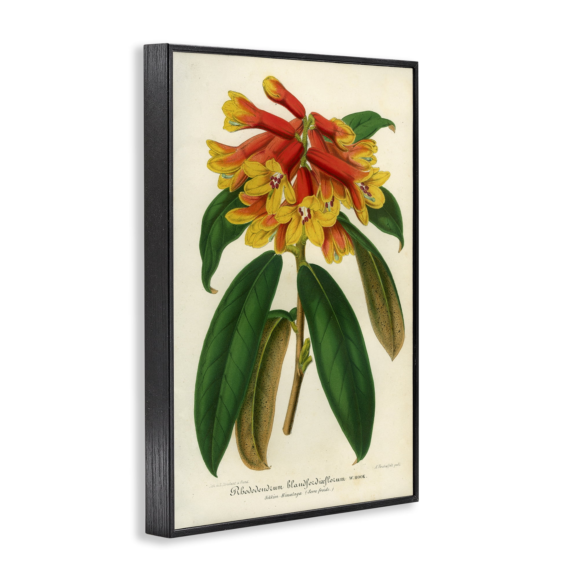 Stupell Industries Orange Yellow Rhododendron Black Framed Giclee Art, design by Print Collection
