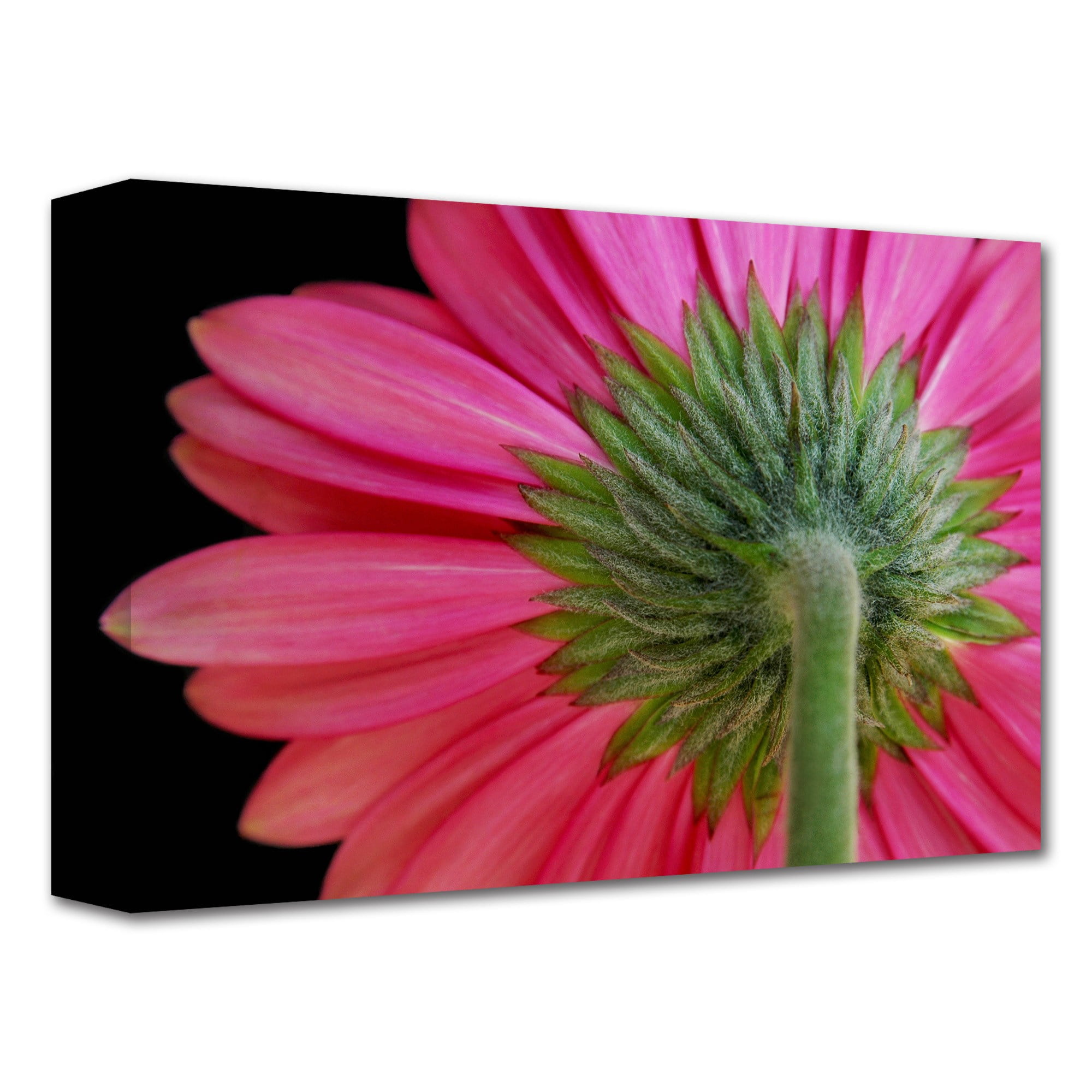 Dan Holm "Shy Flower" Gallery-Wrapped Canvas