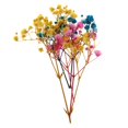 thumbnail image 2 of segolike Assortiment de Fleurs Séchées Pressées Naturelles pour Bricolage et Bijoux Multi, 2 of 9
