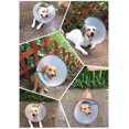 thumbnail image 4 of SHAR Electronic Pet Recovery Collar for Dogs and Cats, Professional Adjustable Recovery Collar for Surgery, Wound Scar Protection (M), 4 of 4