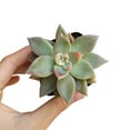 thumbnail image 3 of Variegated Ghost Plant Succulent (4"+ Clay Pot) - Graptopetalum Paraguayense - Tiny, Lovely, Easy to Care Succulent for Beginners - Live Healthy Succulent for Home Office - Best Trailing Indoor Plant, 3 of 7