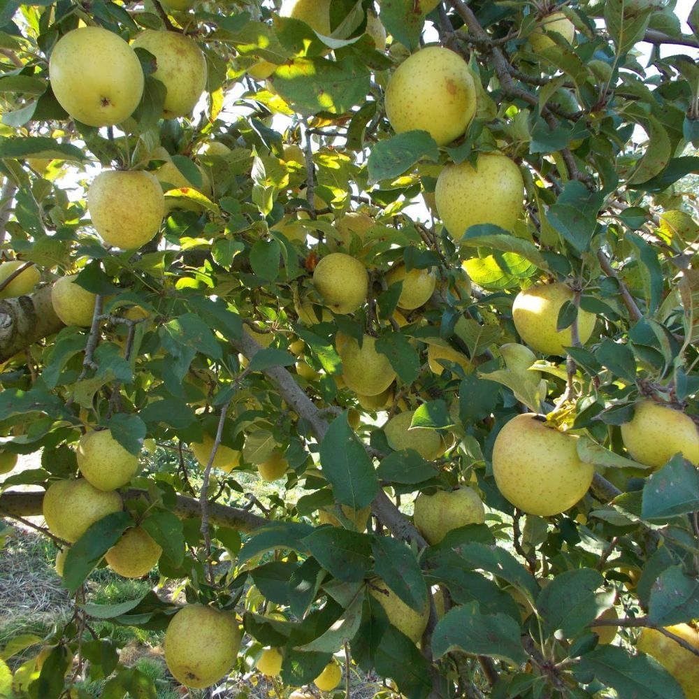 Expert Gardener 3-4 ft tall Gold Rush Apple Live Tree in 7-Gallon Grower Pot