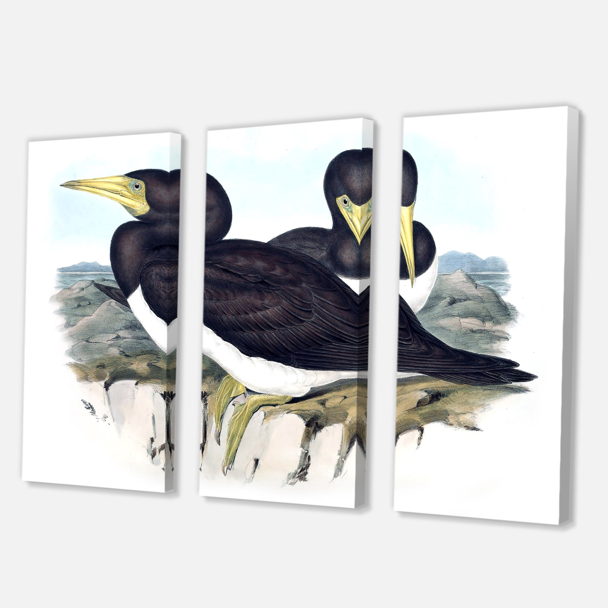 Designart ' Ancient Australian Birds XII ' Traditional Canvas Wall Art Print