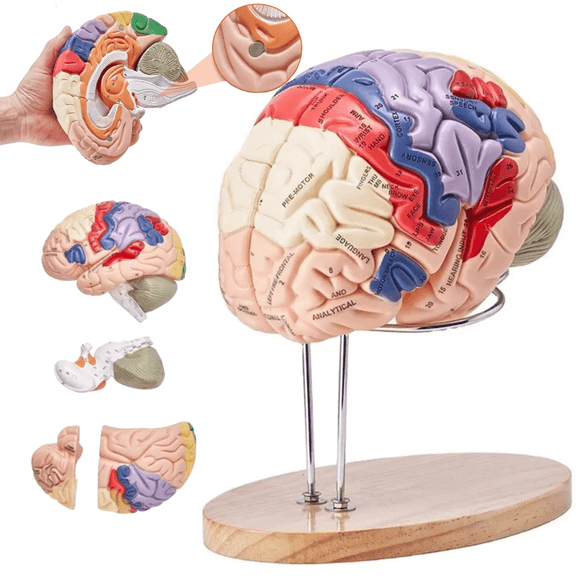 Vibeat 2X Life-Size Human Brain Model, 4-Part Anatomical Teaching Model with Labels & Display Base