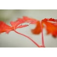thumbnail image 3 of Geyman, Vitaly 18x13 Black Modern Framed Museum Art Print Titled - Maple In Style I, 3 of 5