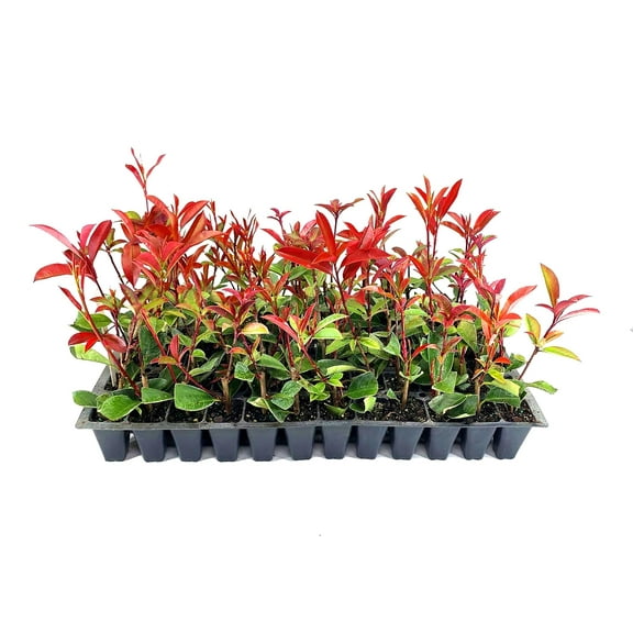 Photinia Red Tip - 40 Live Plants - Photinia x Fraseri - Evergreen Landscape Shrub