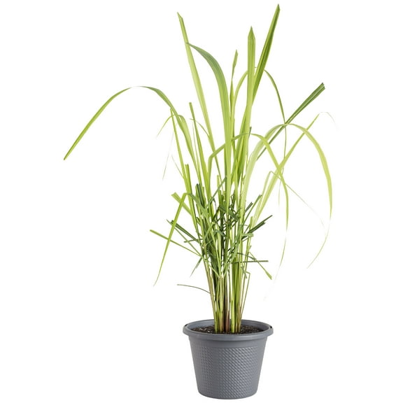 Bonnie Plants Green Lemongrass Live Plants in Grower Pot