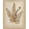 thumbnail image 2 of Wild Apple Portfolio 20x24 White Modern Wood Framed Museum Art Print Titled - Ferns in Book IV, 2 of 4