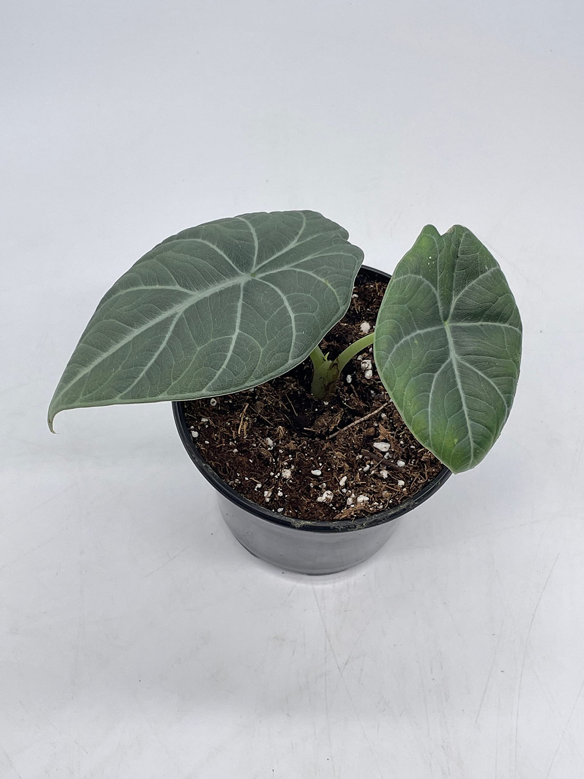 Alocasia Melo + Cache-pot blanc Alaska