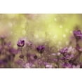 thumbnail image 3 of Devos, Delphine 14x11 Black Modern Framed Museum Art Print Titled - Purple Dream, 3 of 5