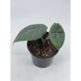 thumbnail image 2 of Alocasia Melo Maharani, White Velvet, Grey Dragon Plant, Alocasia Hybrid, 4 inch, Live Rooted Potted Rare Succulent, 2 of 8