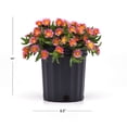 thumbnail image 2 of Better Homes and Gardens Outdoor Live Plant Delosperma Iceplant Ocean Sunset Orange Glow Orange 2.5QT, Full Sun, 2 of 5
