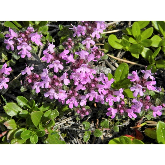 100 MOTHER OF THYME aka Lemon Broadleaved Large Thyme Thymus Pulegioides Herb Pink Flower Seeds