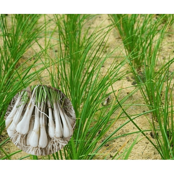 20 Rare Allium Bulbs Rakkyo Sakurab White Onion Bulbs