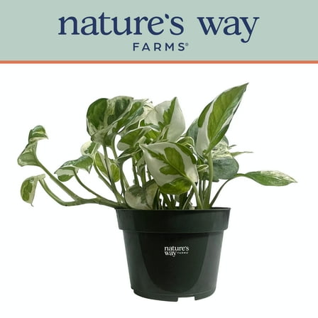 Nature's Way Farms Pothos NJoy Live Plant (7-11 inches tall) in 4in growers pot