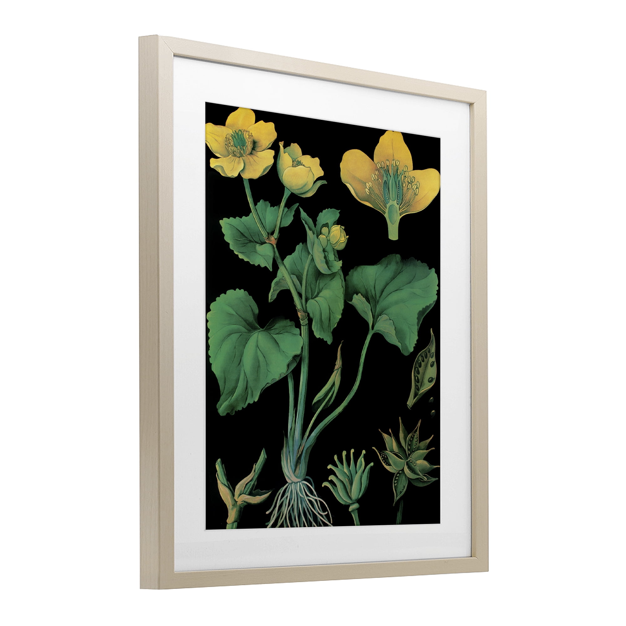 Stupell Industries Marsh Marigold Illustration Study Birch Framed Print Under Glass, design by Vintage Hustle