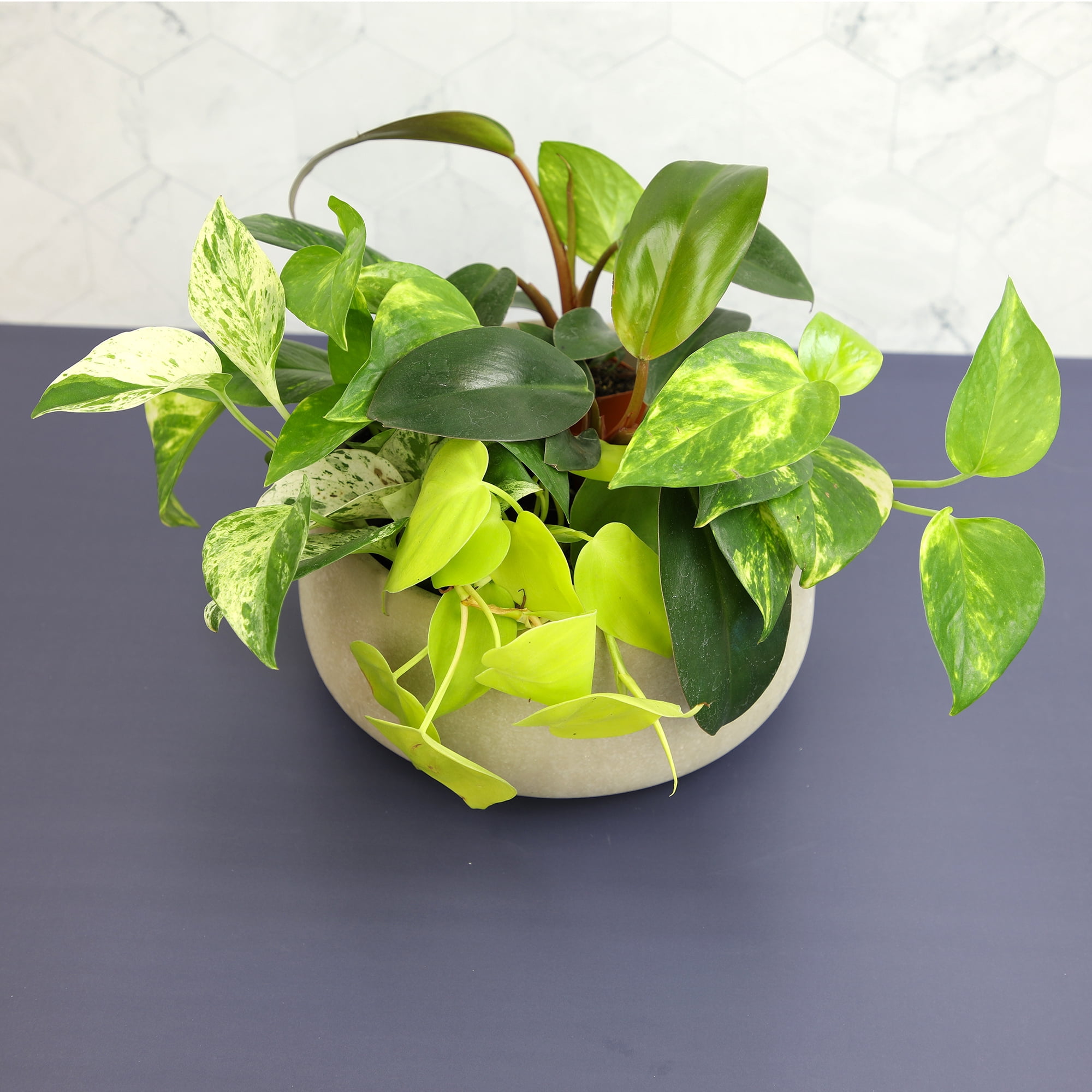 Element Live Pothos Variety Pack, 2in Grower Pots, Easy Care (6 Count)