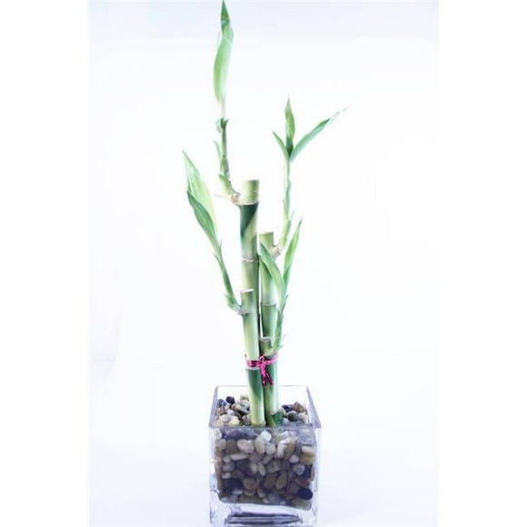 Athenas Garden BA-BSS06081012-SQ4-PRSM 4 in. Tall Bamboo Pagoda