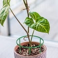 thumbnail image 4 of COSMOBETTY Plastic Flower Plant Stands 24.50X17.50X0.50cm Climbing Orchid Display Racks, 4 of 9