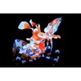 thumbnail image 3 of Gabriel, Barathieu 24x17 Black Modern Framed Museum Art Print Titled - Harlequin Shrimp, 3 of 5