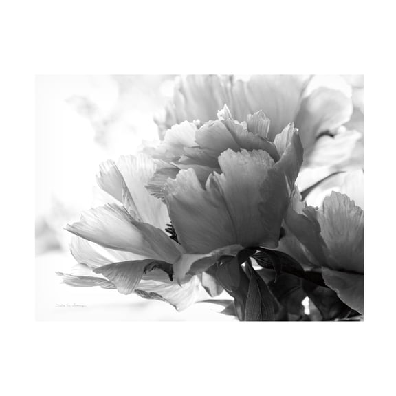 Debra Van Swearingen 'Translucent Peony IBW' Canvas Art