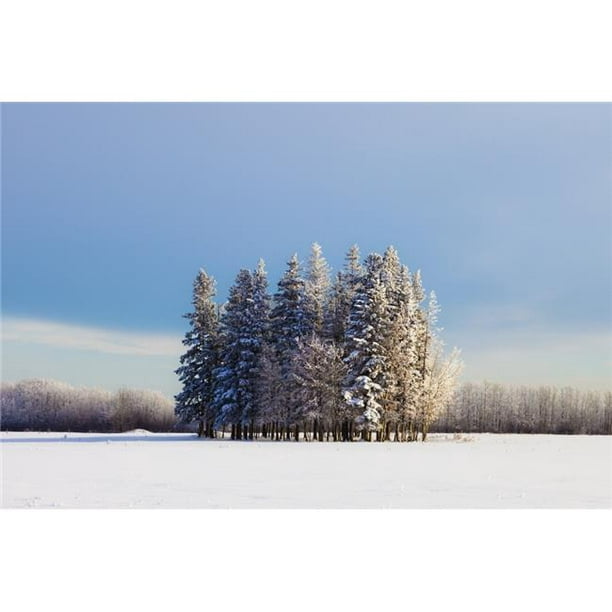 Posterazzi DPI1876452 Parkland County, Alberta, Canada - un Groupe d'Arbres dans un Champ Couvert de Neige en Impression d'Affiche d'Hiver, 19 x 12