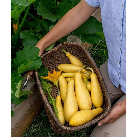Saffron Summer Squash Seeds for Planting (10 Seeds) - Grandprize Squash