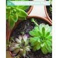 thumbnail image 5 of 8 Inch Terracotta Shallow Succulent Pot - 2 Pack Large Terra Cotta Clay Pots with Drainage, Cacuts Terra-Cotta Indoor and Outdoor Planters with Drainage Hole, 5 of 7