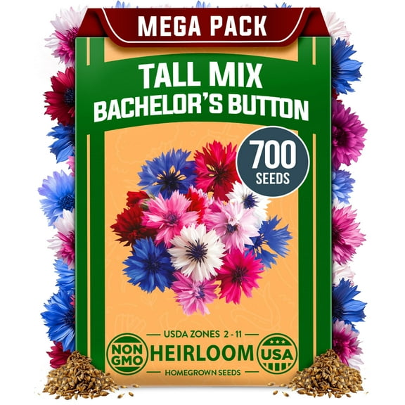 HOME GROWN Bachelor Button Flower Seeds MVR1 Tall Mix - Heirloom Seeds for Planting - Quick Blooming, Non-GMO, Pollinator Friendly, Easy to Grow Wildflowers - USA Grown (Centaurea cyanus)