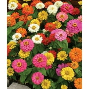 Expert Gardener No Shade 9 Pack Zinnia