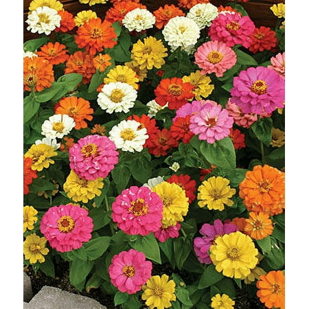 Expert Gardener No Shade 9 Pack Zinnia