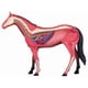 thumbnail image 2 of Modelo de anatomía de órganos animales 4D Juguete de ensamblaje de inteligencia de caballos Modelo de anatomía didáctico Electrodomésticos de bricolaje, 2 of 5