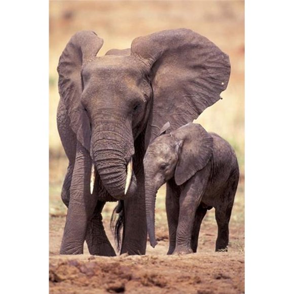 Danita Delimont PDDAF45AWO0025B African Elephants Tarangire National Park Tanzania Poster Print by Art Wolfe, 12 x 17