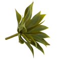 thumbnail image 4 of Mini Plante Succulente Agave (Ensemble de 12), 4 of 5