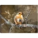 thumbnail image 1 of Cuadro Decorativo - Aves de otoño II Jr  Impresión en canvas, estrechado., 1 of 1