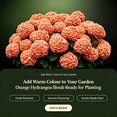 thumbnail image 5 of Hydrangea Shrub, Shade Plant for Gardens-Easy Grow-Low Maintenance-Ideal for Beds Borders, Plant Pots & Planters, 5 of 5