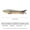 2#, variant on PASILI Biomimetic 8-Segment Fishing Lures: Sinking Wobblers For Bass Fishing!