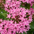 thumbnail image 5 of Pentas Pink| 2.5 QT Grow Pot| Direct Sunlight| Flowering Plant| By Altman Plants, 5 of 11