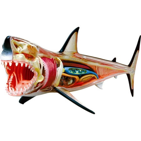 4D Vision Great White Shark Anatomy Model