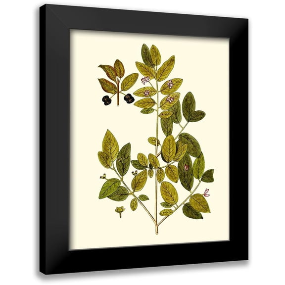 Unknown 12x14 Black Modern Framed Museum Art Print Titled - Olive Greenery VII