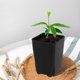 thumbnail image 4 of unbranded 20Ud Maceteros De Plástico Negros Resistentes Para Plantas En Interiores Y Exteriores, 4 of 7